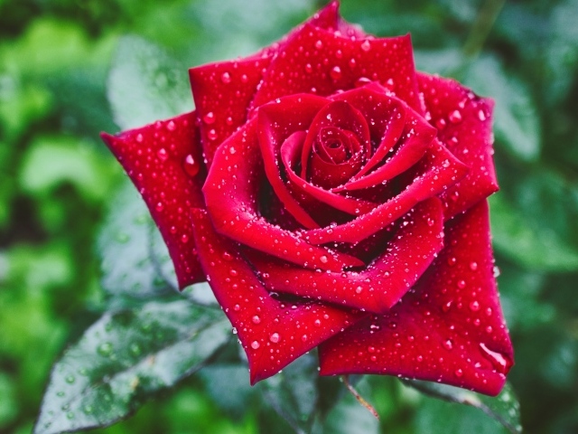 Красивая красная роза в каплях росы крупным планом