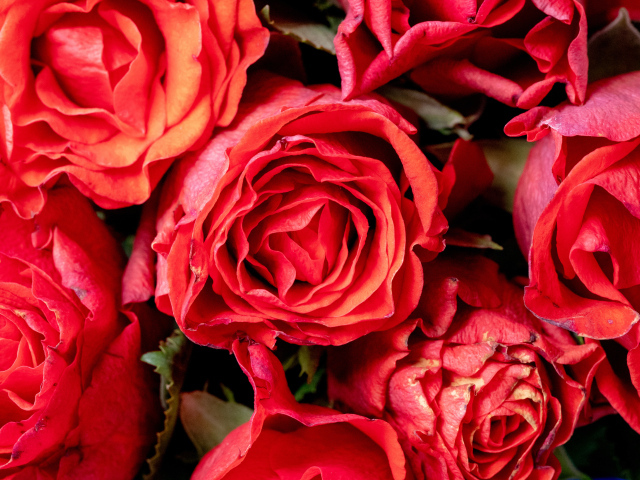 Красивые розы с розовыми лепестками крупным планом