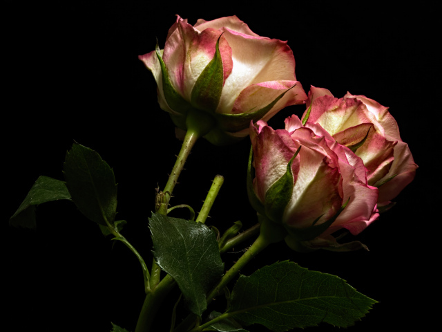 Красивые розы с бело-розовыми лепестками на черном фоне