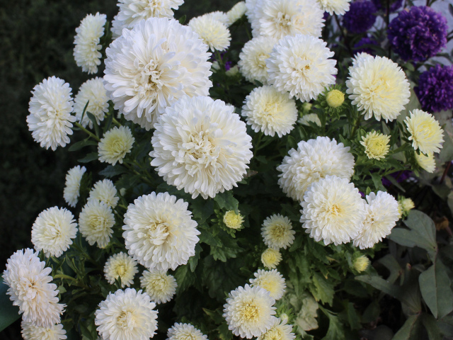 Красивые белые астры на клумбе 