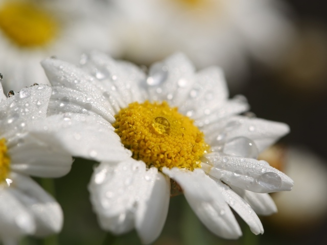Красивая белая ромашка с белой серединкой с каплями росы на лепестках