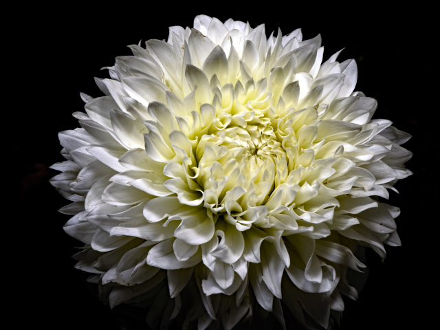 Красивая белая пушистая хризантема на черном фоне
