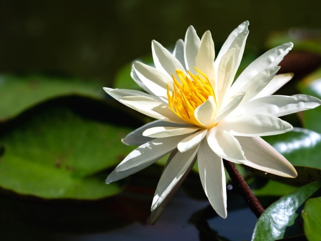 Красивый белый цветок лотоса с желтой серединкой в воде