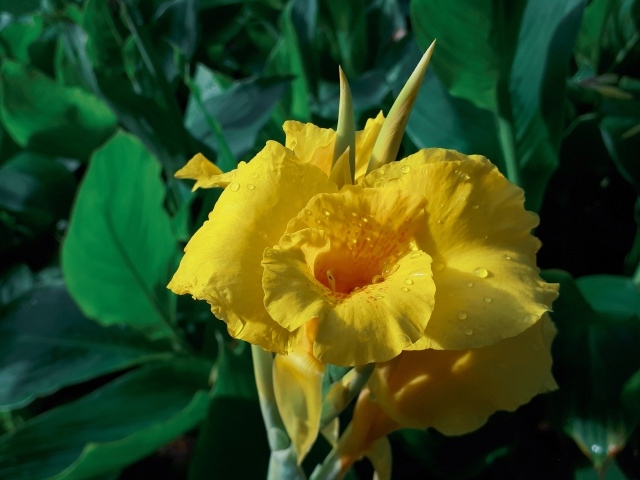 Красивый желтый цветок гладиолуса в каплях росы 