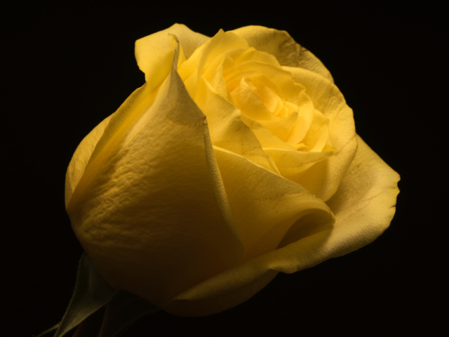 Красивая желтая роза на черном фоне крупным планом