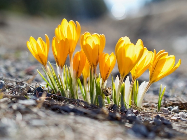 Красивые желтые весенние крокусы в лучах солнца 