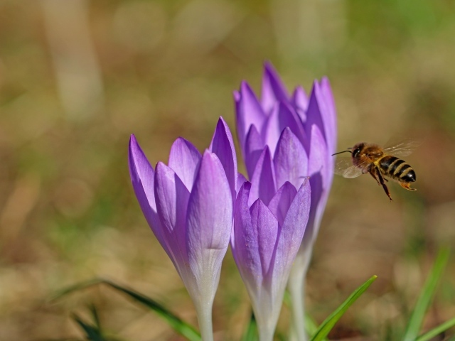 Пчела летит к сиреневым весенним крокусам