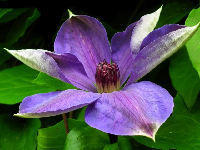 Большой красивый сиреневый цветок клематиса в зеленых листьях