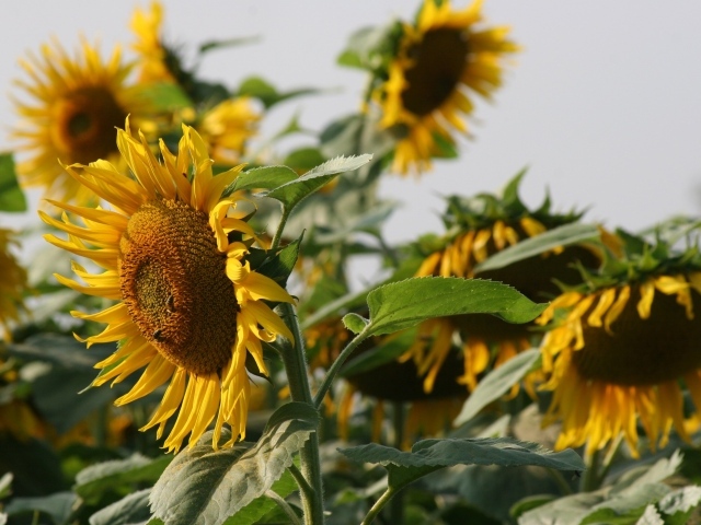 Большой желтый подсолнух с пчелами на поле 