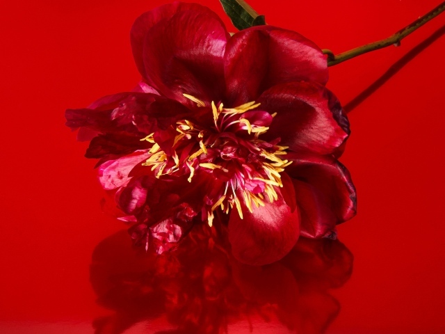 Цветок распустившегося пиона на красном фоне