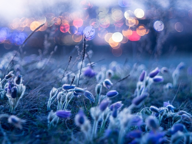 Голубые цветы прострела гнутся от ветра