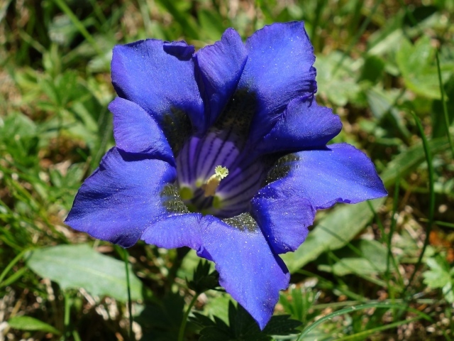Синий цветок горечавка в зеленой траве 