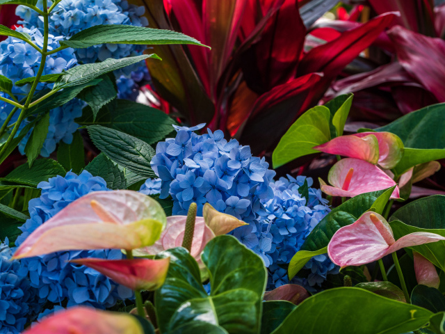 Голубые цветы гортензии с цветами антуриум на клумбе 