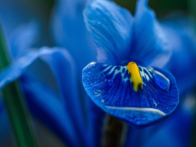 Синий цветок ириса крупным планом