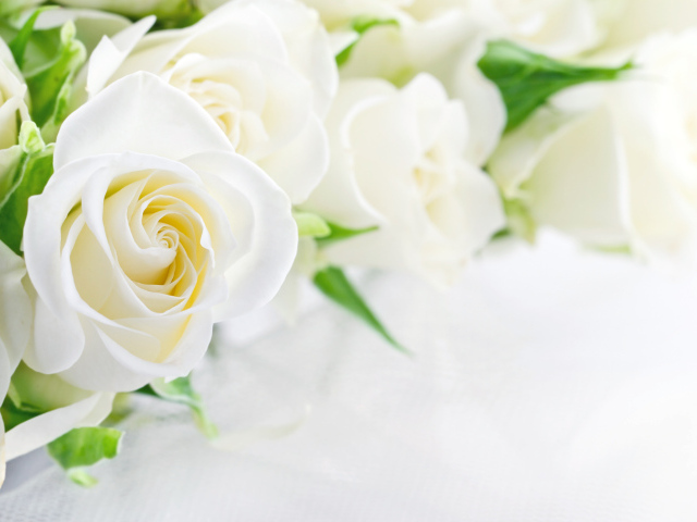 Букет красивых нежных белых роз на белом фоне