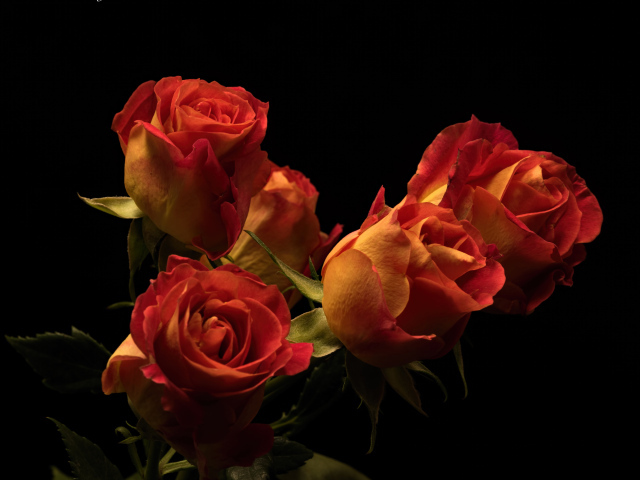 Букет красивых оранжевых роз на черном фоне