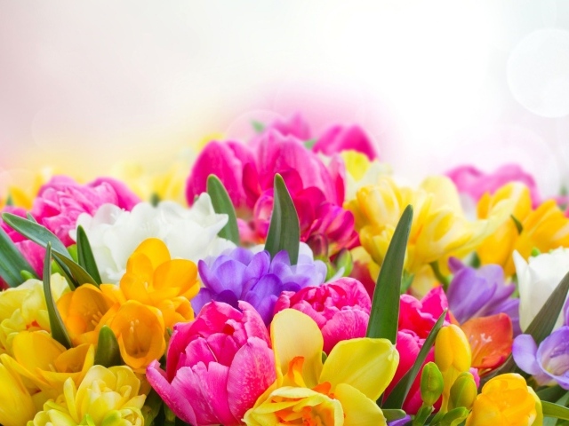 Букет разноцветных цветов  крупным планом