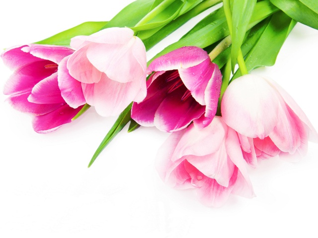 Букет нежных красивых розовых тюльпанов на белом фоне