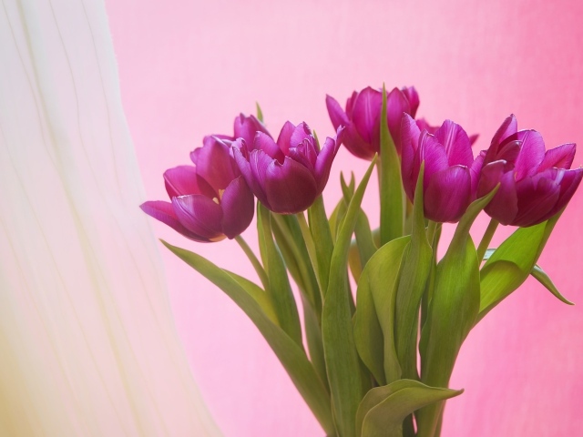 Букет сиреневых тюльпанов на розовом фоне