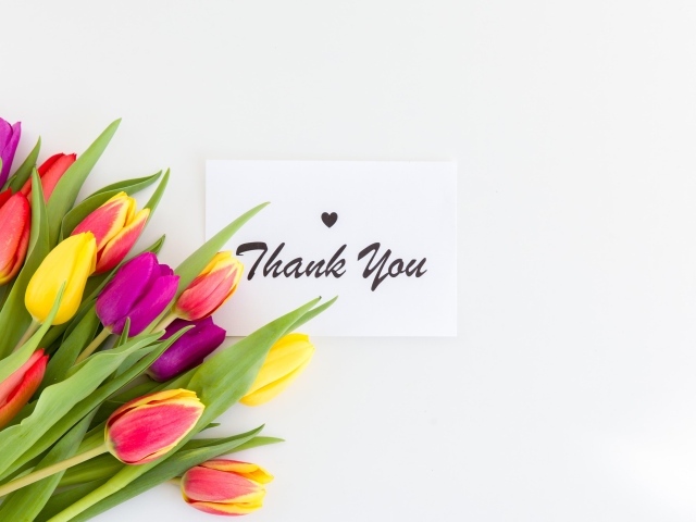 Букет разноцветных тюльпанов и надпись спасибо на белом фоне