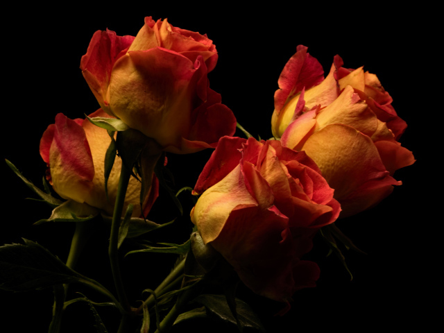 Букет оранжевых с красным роз на черном фоне