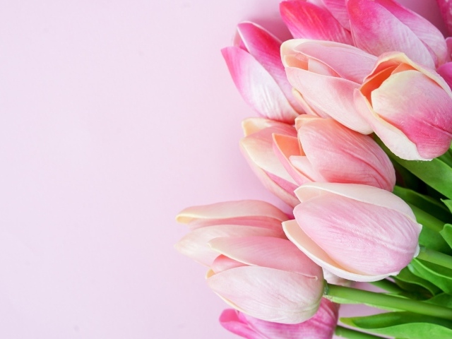 Букет розовых тюльпанов крупным планом на розовом фоне