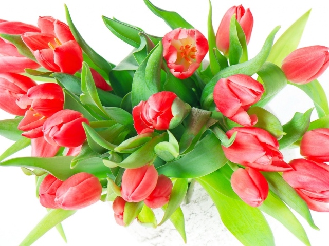 Букет красных тюльпанов с зелеными листьями на белом фоне