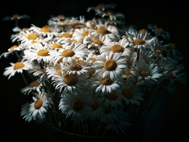 Букет белых полевых ромашек на черном фоне