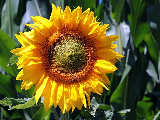 Яркий желтый цветок подсолнуха крупным планом на поле