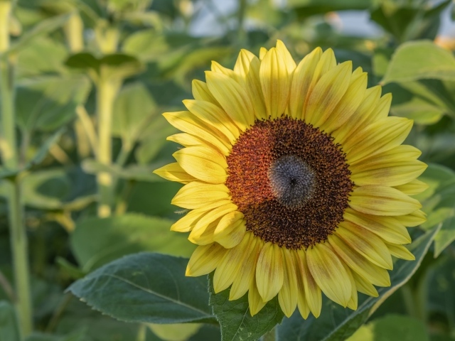 Яркий желтый подсолнух на поле в лучах солнца