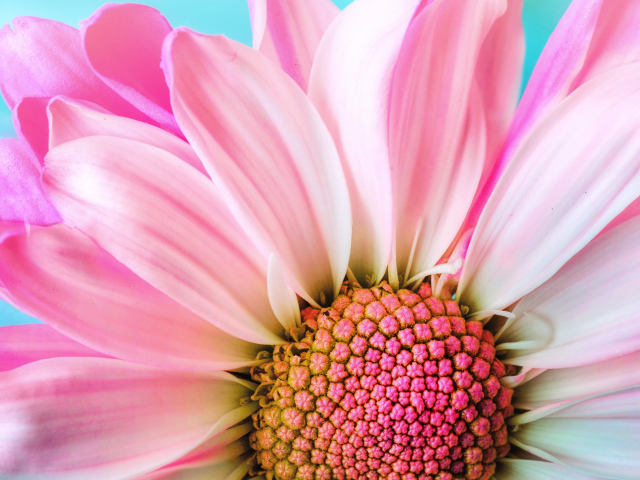 Розовые лепестки хризантем на голубом фоне крупным планом