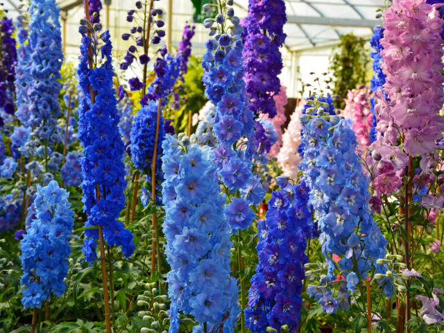 Разноцветные цветы дельфиниум в оранжерее