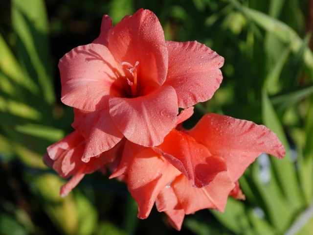 Нежные цветы гладиолуса в каплях росы