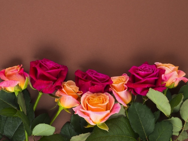 Нежные разноцветные розы на коричневом фоне
