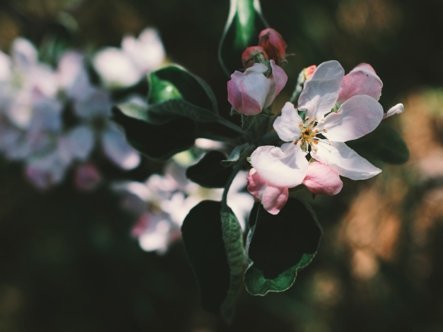 Нежные розовые цветы яблони на ветке