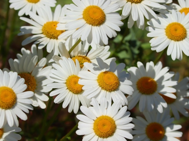 Нежные белые ромашки с желтой серединкой в лучах солнца 