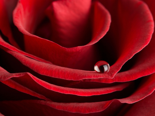 Капля росы на лепестке красной розы