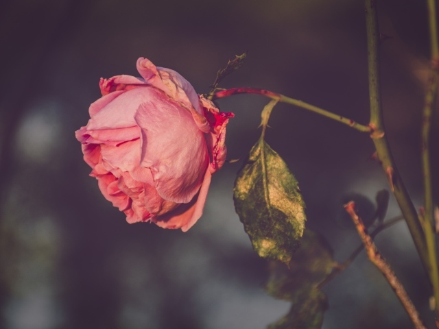 Сухая розовая роза на ветке 