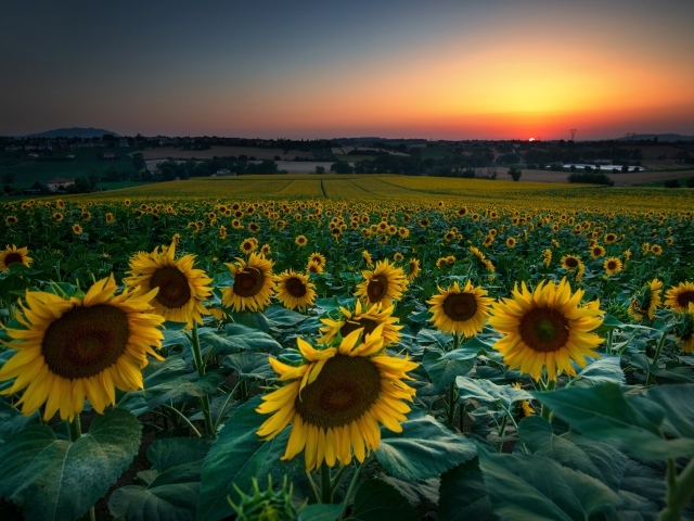Поле с цветущими подсолнухами на закате солнца 