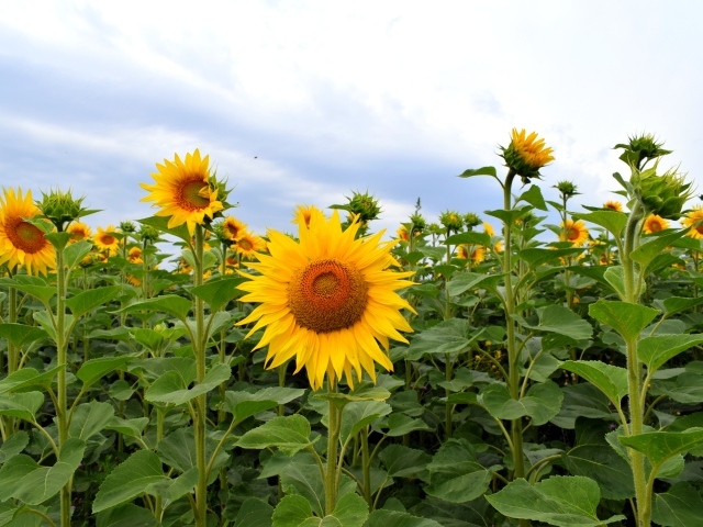 Поле с высокими цветущими подсолнухами
