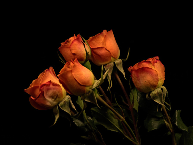 Пять оранжевых роз на черном фоне