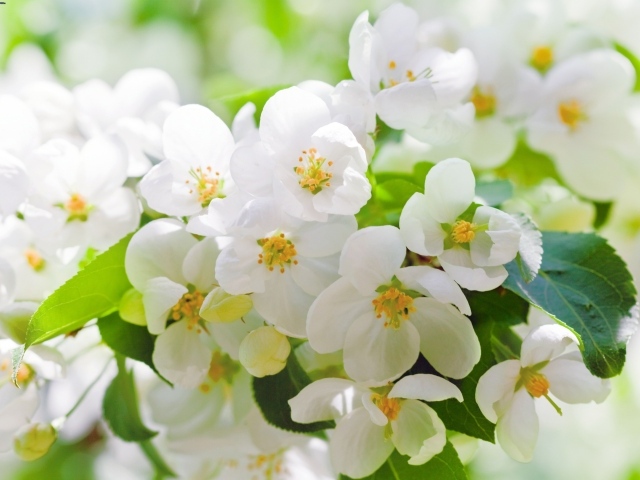 Ароматные белые цветы жасмина крупным планом