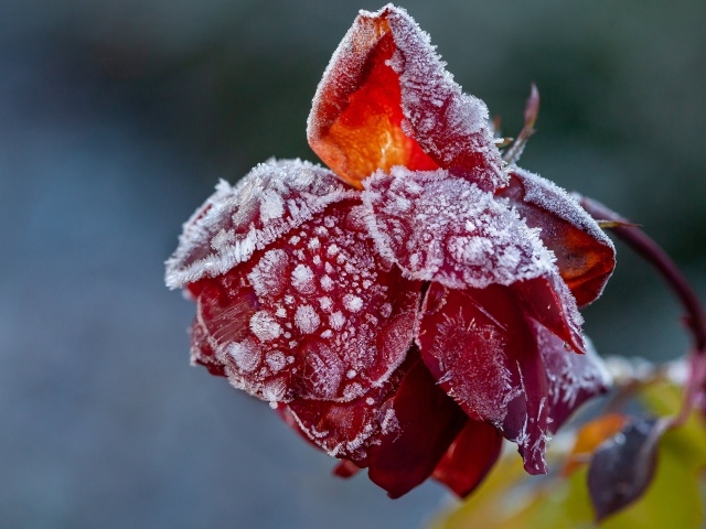 Покрытая инеем красная роза на клумбе 