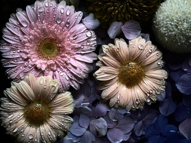 Цветы герберы и гортензии в каплях воды
