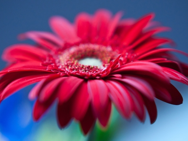 Цветок герберы с красными лепестками на голубом фоне