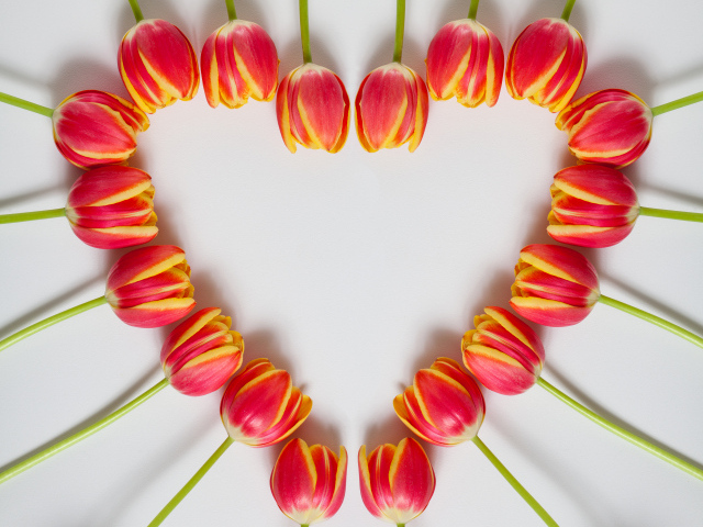 Сердце из красных тюльпанов на сером фоне