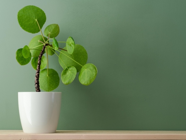 Комнатный цветок в белом горшке у стены