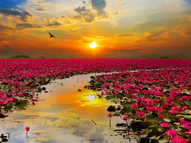 Озеро с розовыми цветами лотоса на закате 