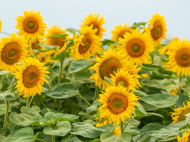 Большие цветущие подсолнухи с зелеными листьями летом на поле 