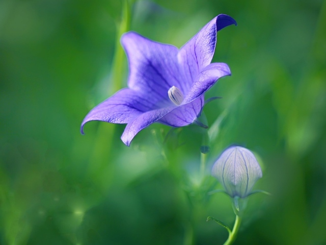 Сиреневый цветок колокольчика с бутоном на поле